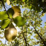 Teak-Natures Gift to Mariners