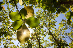 Teak-Natures Gift to Mariners